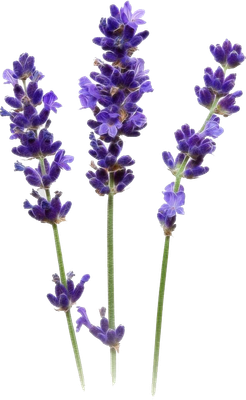 Lavanda Deluxe